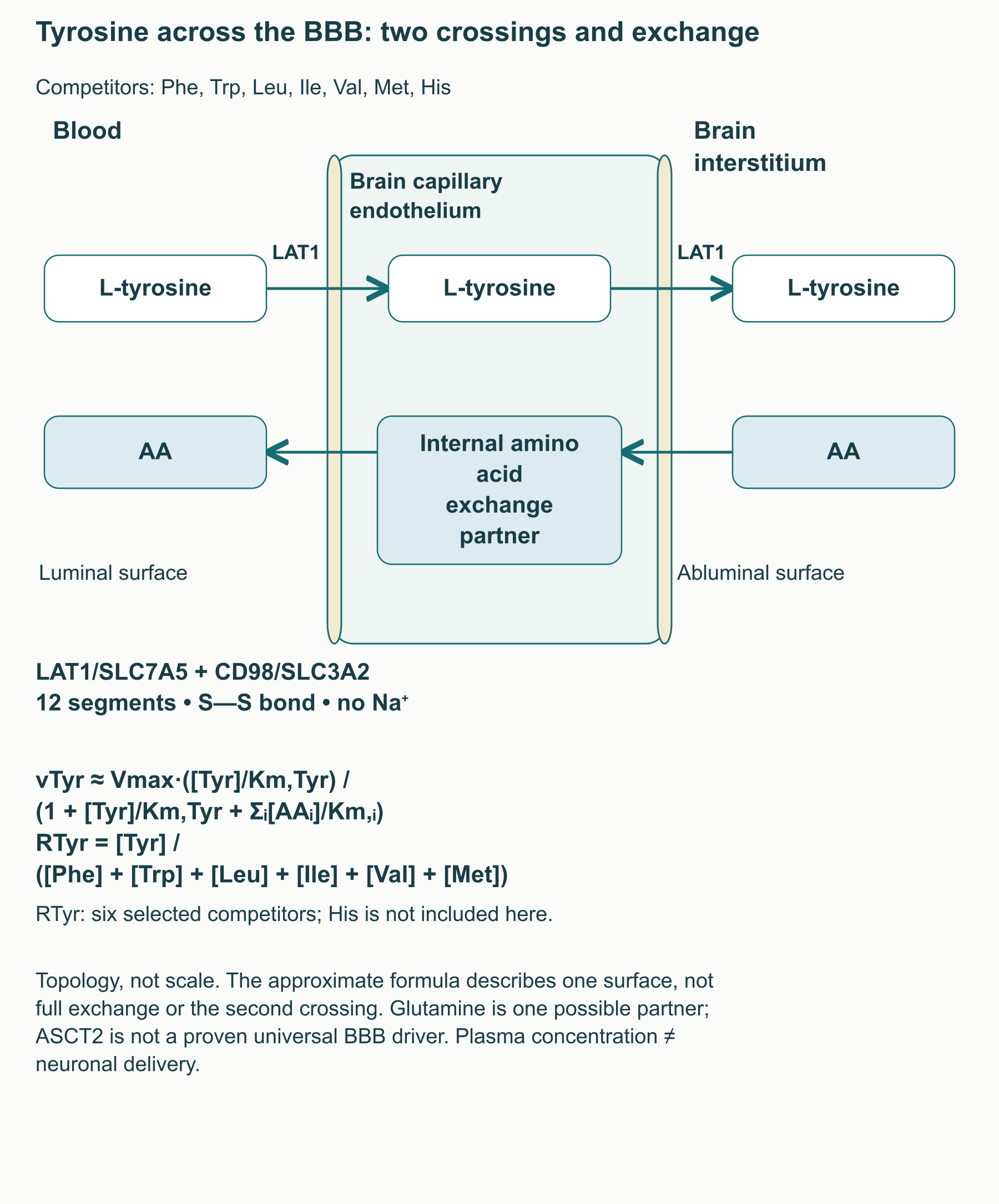 Two membrane exchange steps for tyrosine across blood–brain barrier endothelium, LAT1/CD98 and competing LNAA; limitations of the equations.