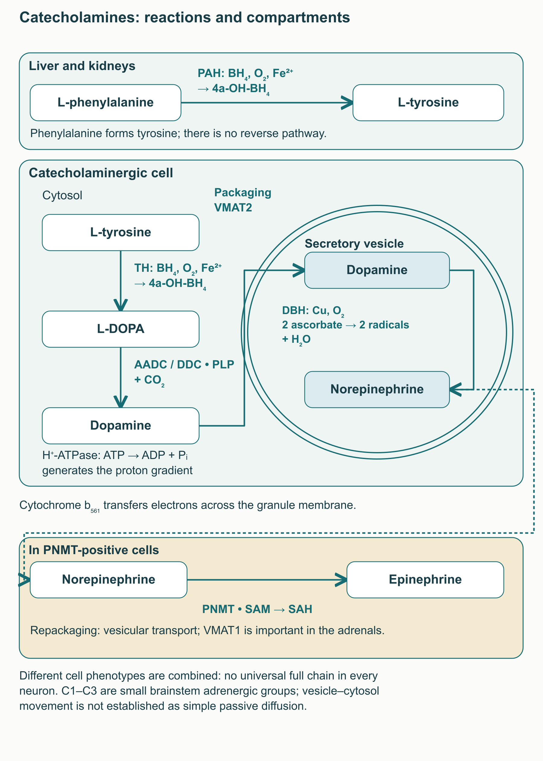 Phenylalanine and tyrosine routes to catecholamines: liver and kidney PAH, cytosolic TH and AADC, vesicular DBH and PNMT in specialized cells.