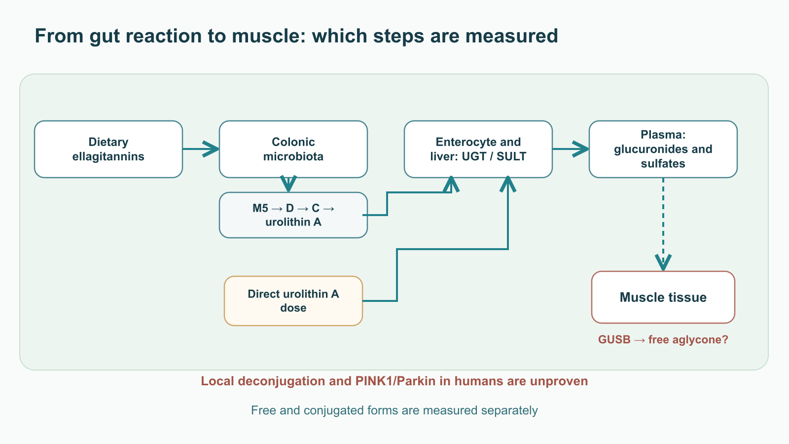 The diagram distinguishes dietary ellagitannins from a direct urolithin A dose, shows microbial steps in the colon, UGT/SULT conjugation in enterocytes and liver, plasma forms, and muscle; local GUSB deconjugation is marked with a question mark.