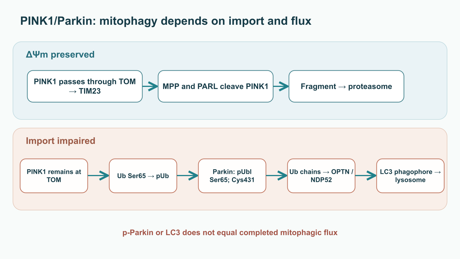 The diagram shows intact PINK1 import through TOM and TIM23 followed by cleavage by MPP and PARL; when import is impaired, it shows pUb Ser65 formation, Parkin activation, ubiquitin-chain assembly, and organelle delivery via OPTN/NDP52 to the phagophore and lysosome.