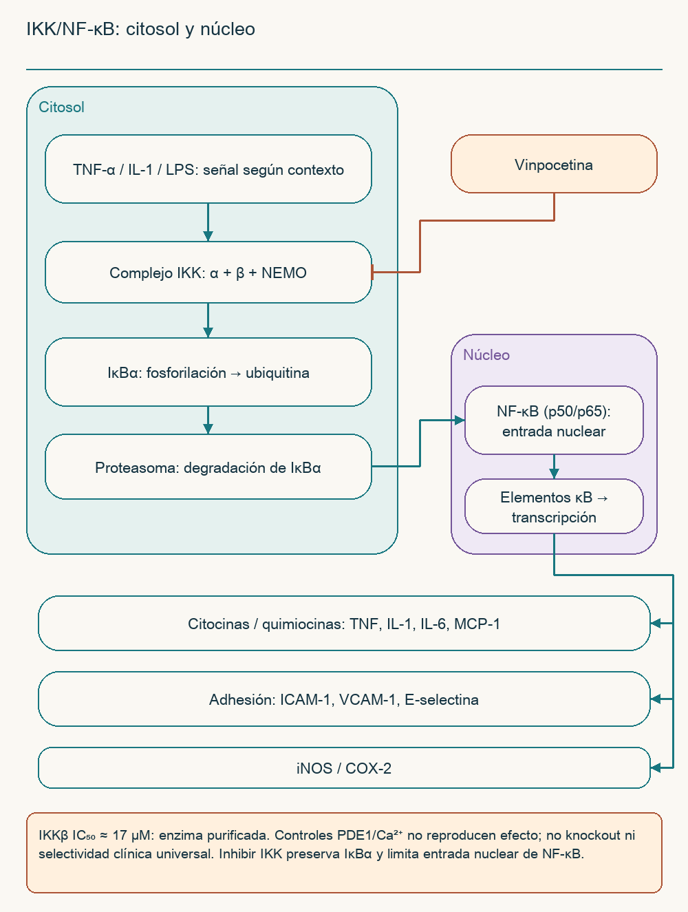 IKK/NF-κB: citosol y núcleo