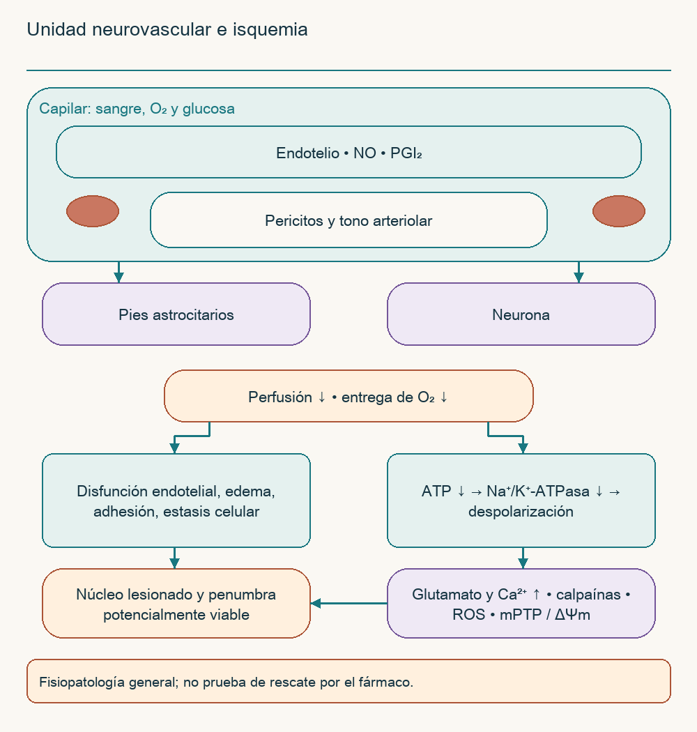 Unidad neurovascular e isquemia