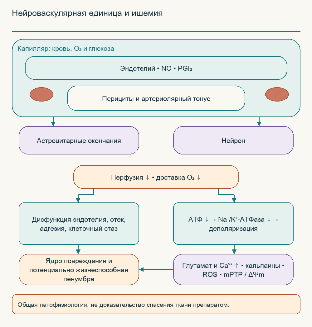 Нейроваскулярная единица и ишемия