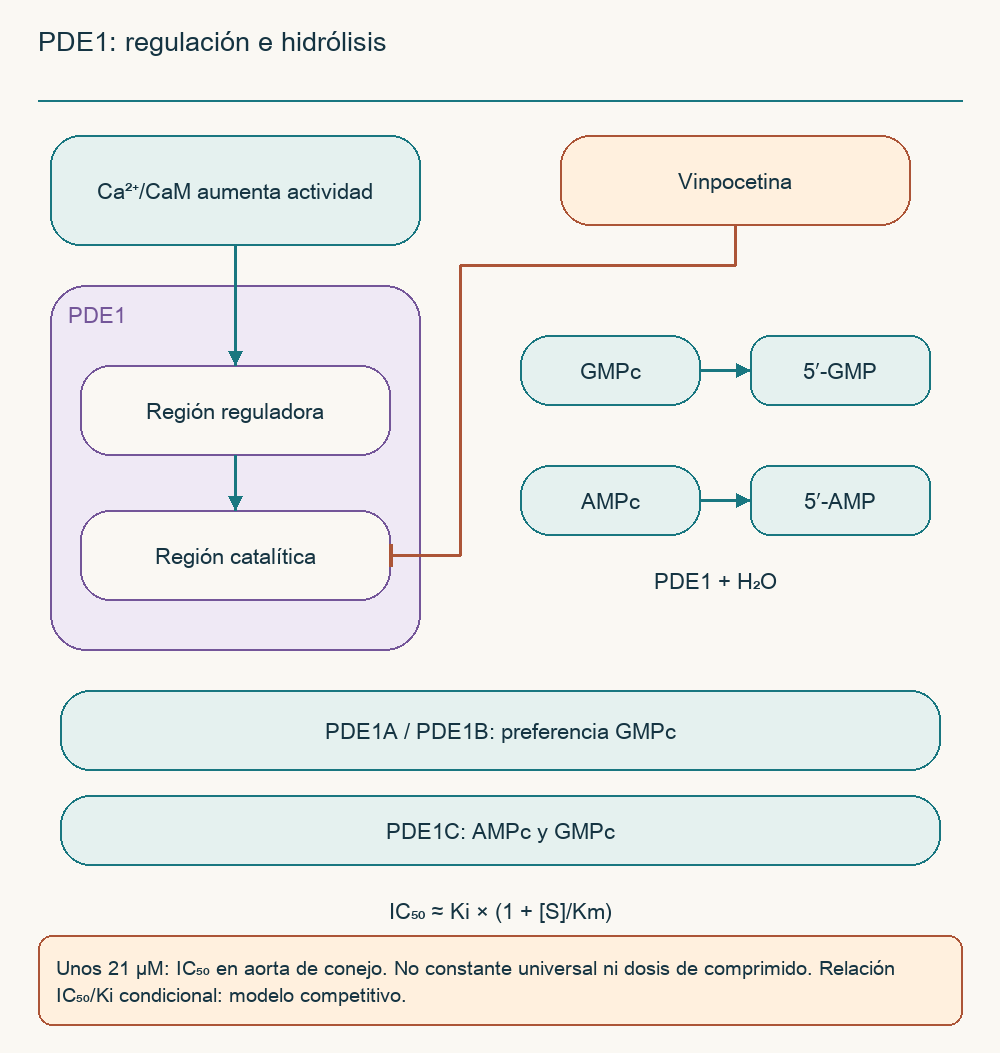 PDE1: regulación e hidrólisis