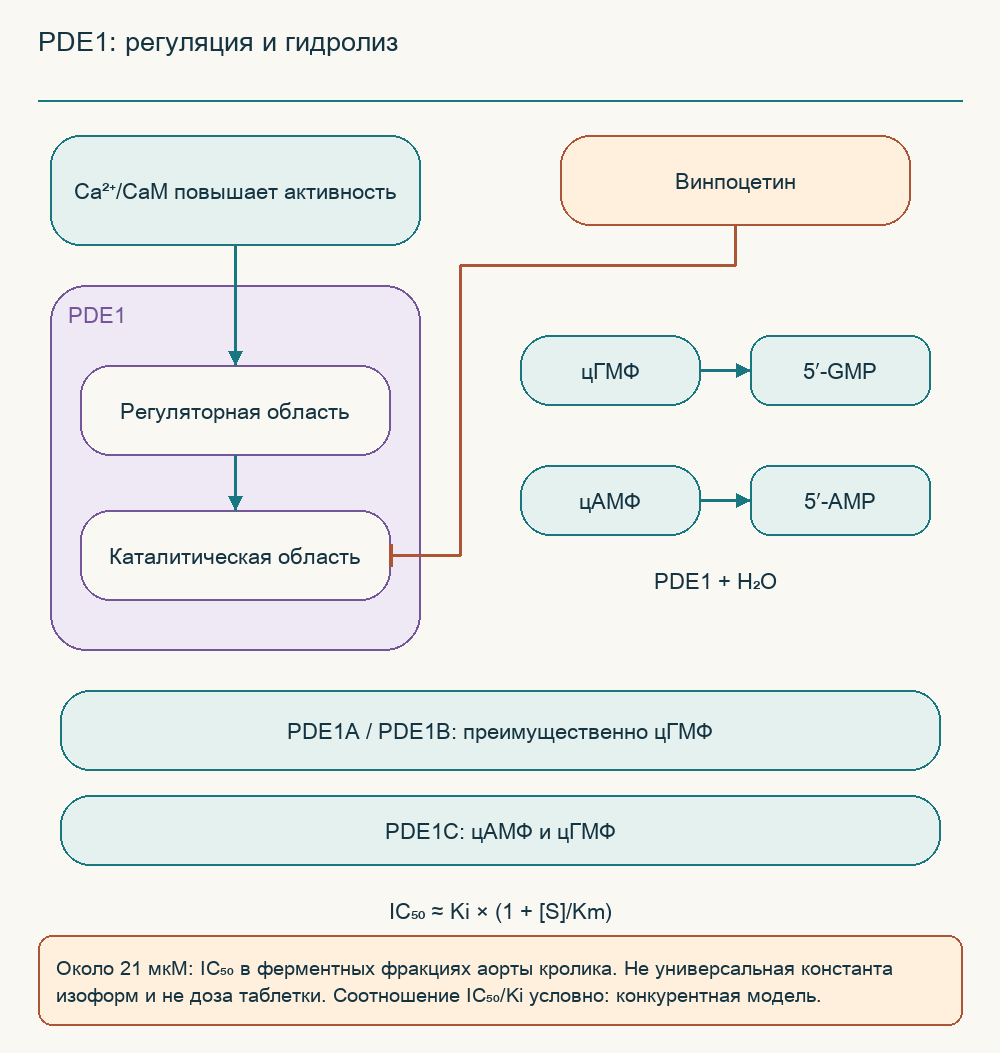 PDE1: регуляция и гидролиз