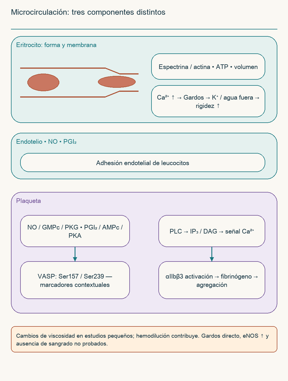 Microcirculación: tres componentes distintos