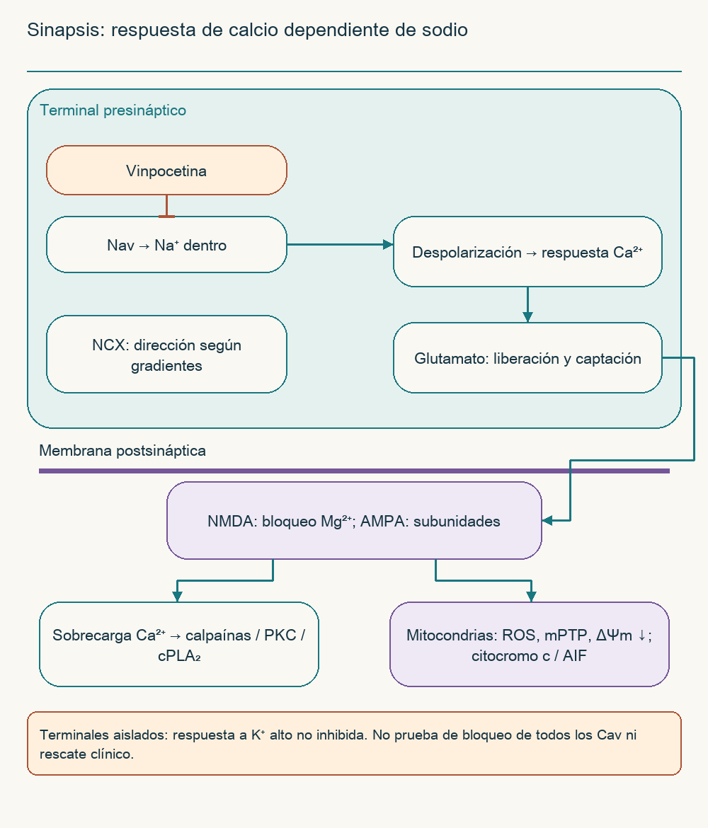Sinapsis: respuesta de calcio dependiente de sodio