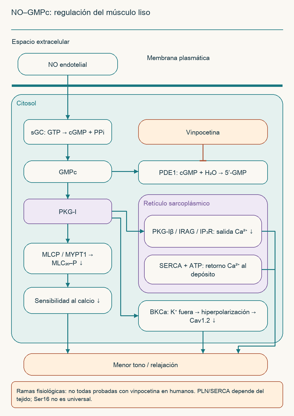 NO–GMPc: regulación del músculo liso