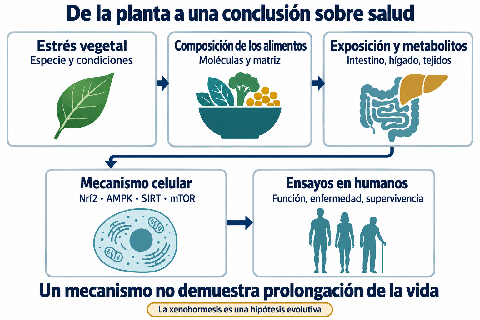 Cinco etapas que necesitan evidencia: estrés vegetal, composición alimentaria, exposición y metabolitos, mecanismo celular y ensayos humanos. Flechas como etapas de comprobación, no causalidad establecida; un mecanismo no prueba prolongación de vida.
