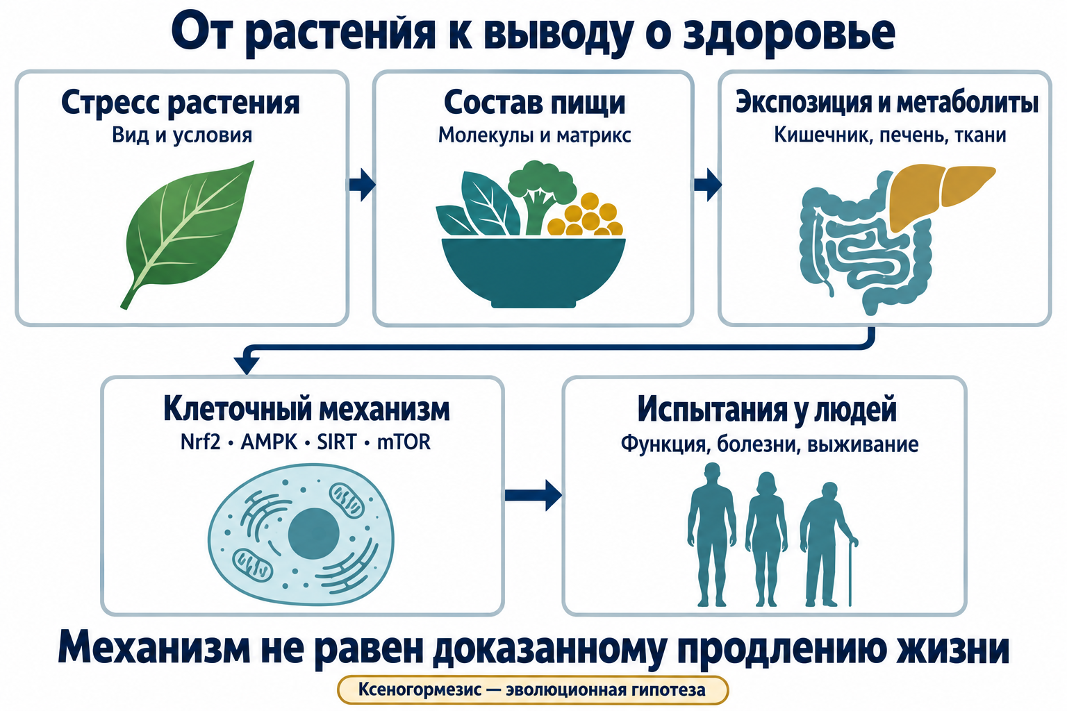 Пять этапов проверки: стресс растения, состав пищи, экспозиция и метаболиты, клеточный механизм, испытания у людей. Стрелки обозначают необходимые этапы доказательств, а не доказанную причинность; механизм не равен продлению жизни.
