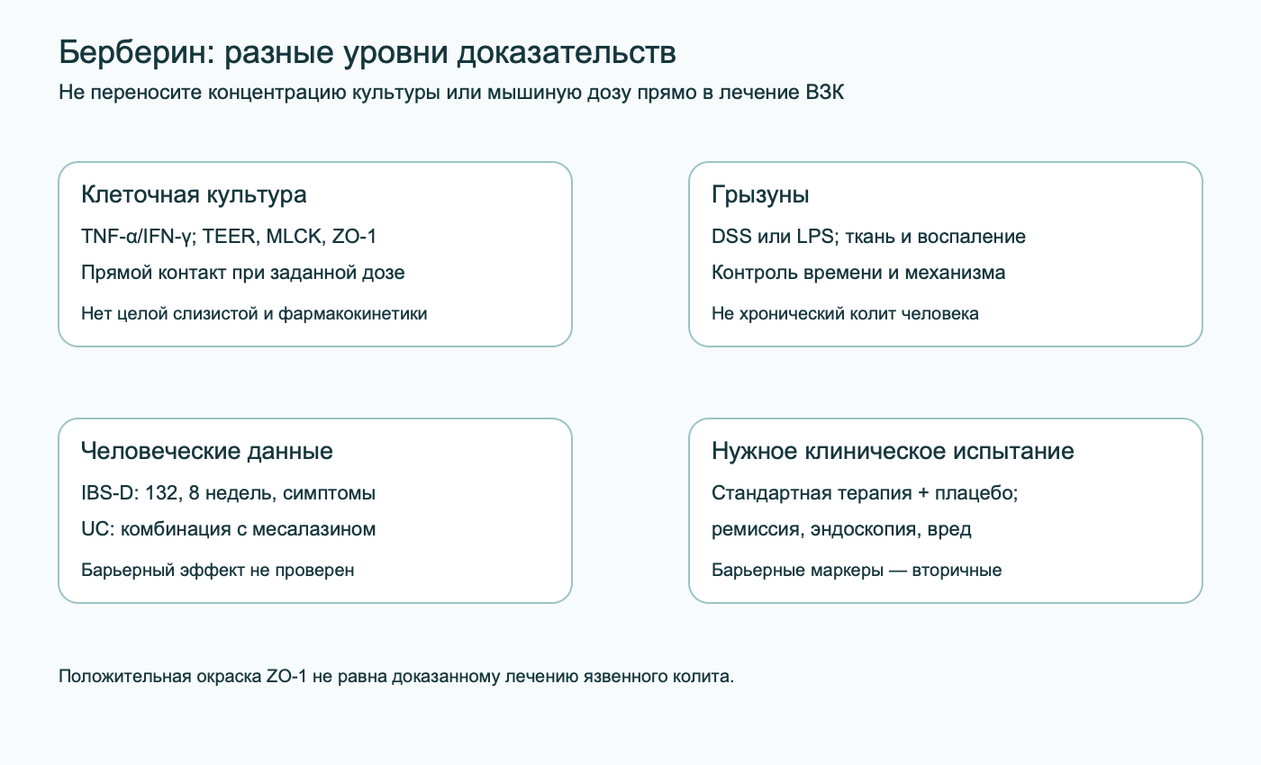 Четыре уровня данных о берберине: клеточная культура, опыты на грызунах, человеческие исследования симптомов СРК-Д и комбинации с месалазином при язвенном колите, а также требуемое испытание с клиническими исходами.