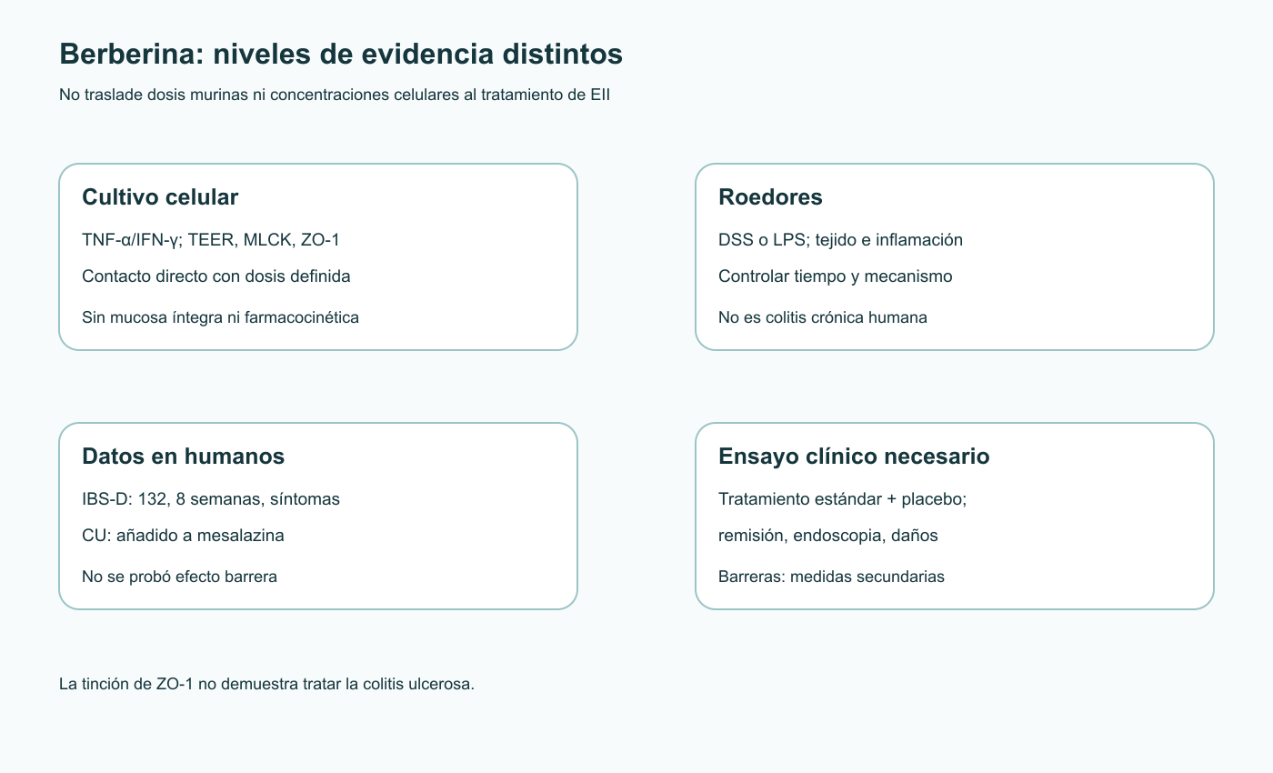 Cuatro niveles de evidencia sobre berberina: cultivo celular, experimentos en roedores, estudios humanos de síntomas IBS-D y combinación con mesalazina en colitis ulcerosa, y un ensayo necesario con resultados clínicos.