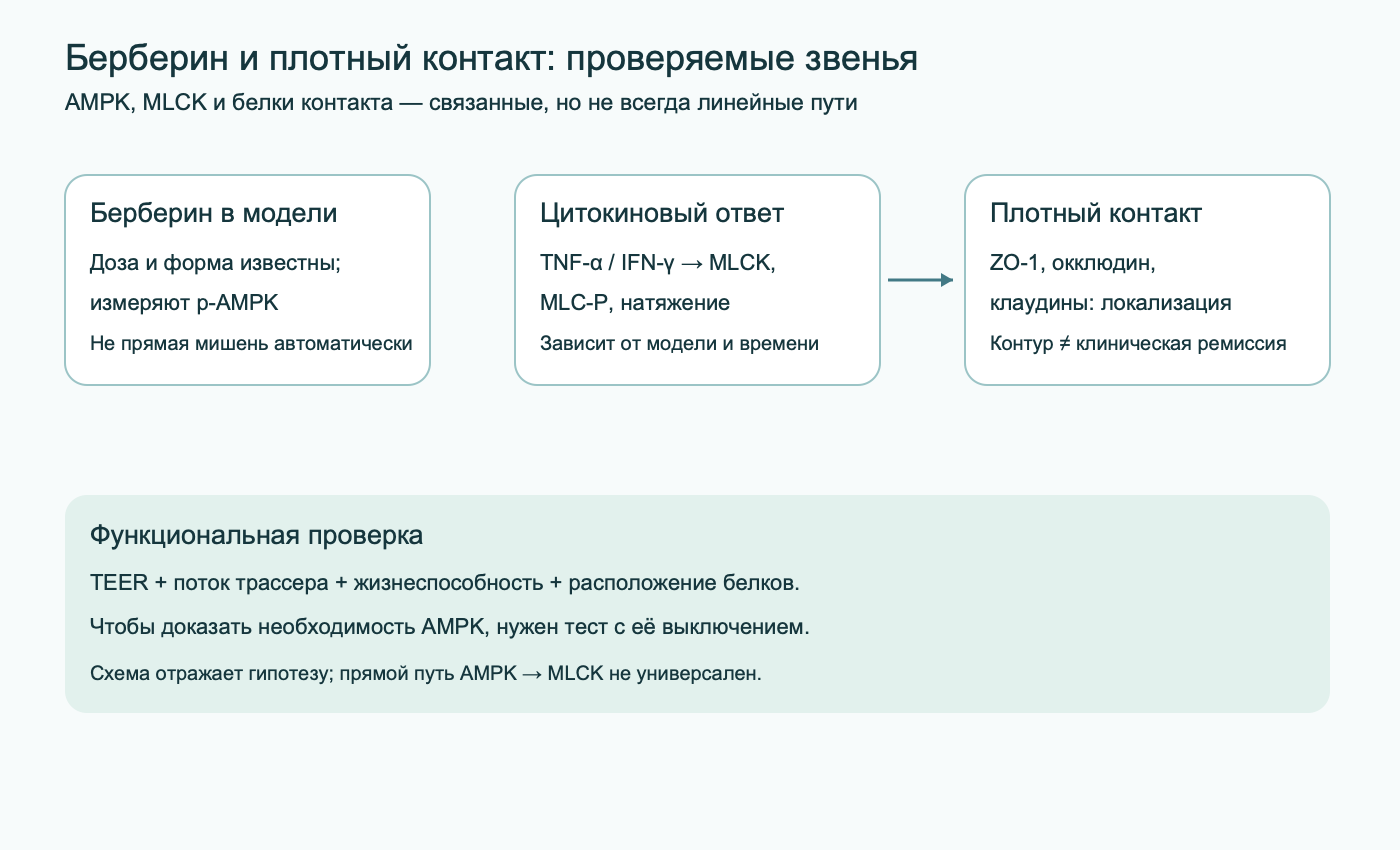 Схема раздельных проверок действия берберина, цитокинового MLCK/MLC-пути и расположения белков плотного контакта; необходимость AMPK предлагается проверять выключением киназы.