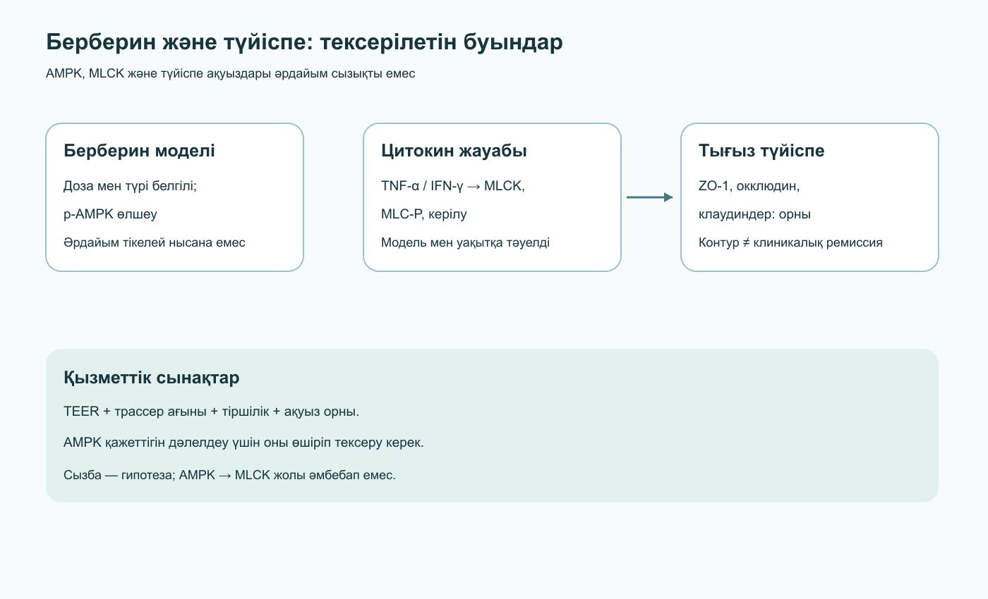 Берберин әсерін, цитокиндік MLCK/MLC жолын және тығыз түйіспе ақуыздарының орнын бөлек тексеру сызбасы; AMPK қажеттігін киназаны тежеу арқылы тексеру керек.