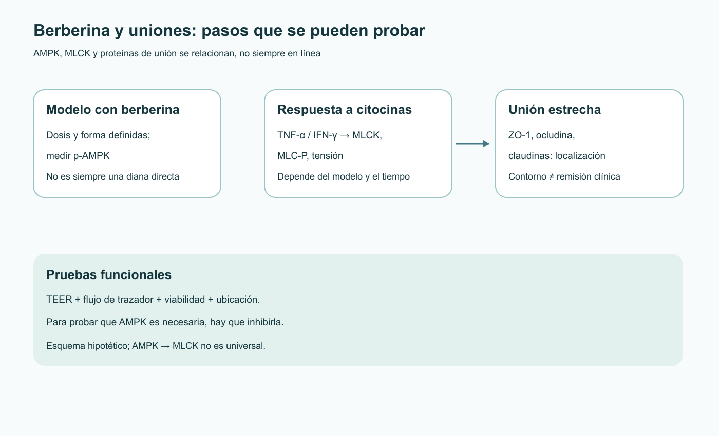 Esquema de pruebas separadas de los efectos de la berberina, la vía citocina–MLCK/MLC y la localización de proteínas de uniones estrechas; la necesidad de AMPK debe probarse inhibiendo la cinasa.
