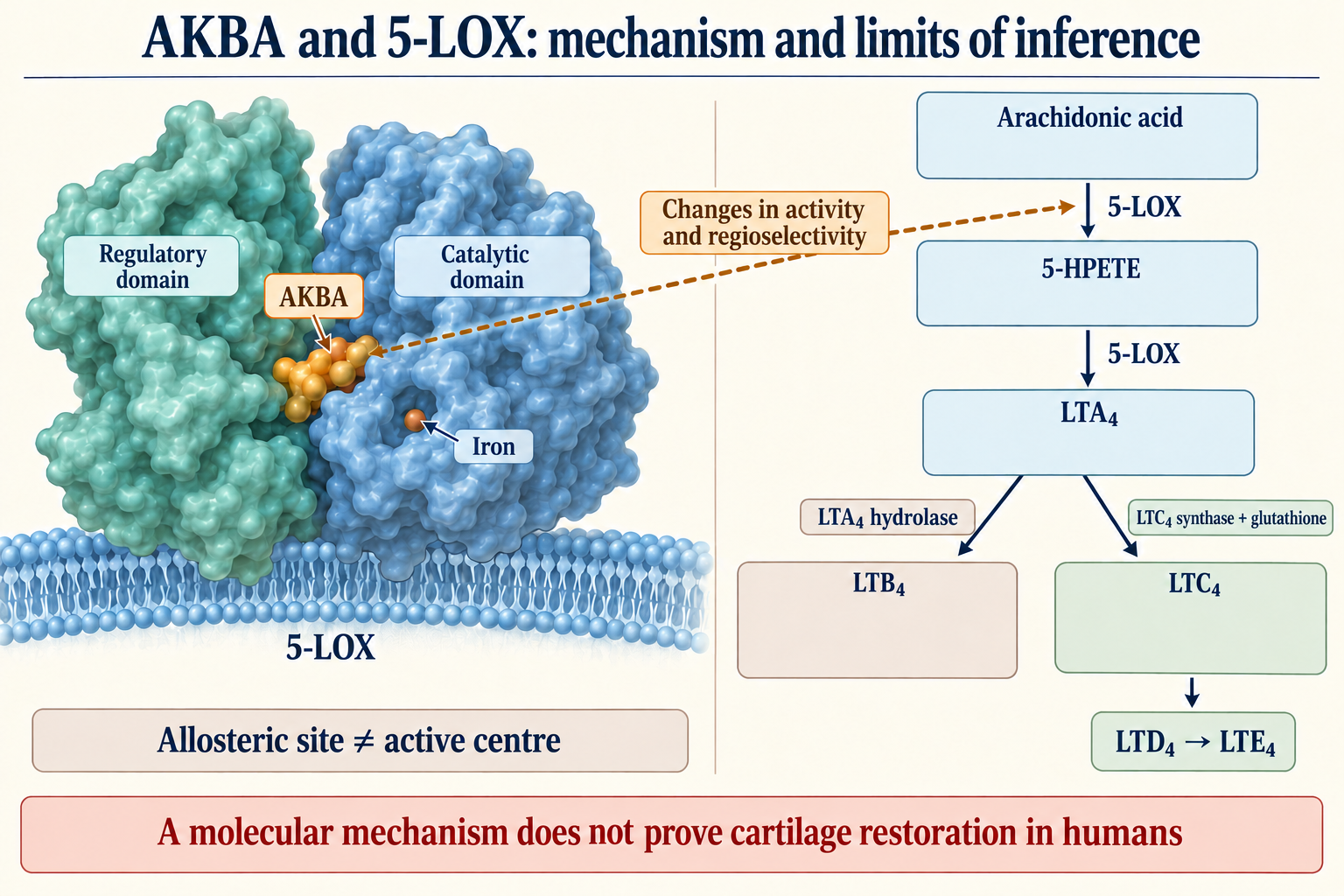 AKBA at the 5-LOX interdomain site and the arachidonate–5-HPETE–LTA4 pathway, with LTB4 and cysteinyl-leukotriene branches; mechanism does not prove cartilage restoration.