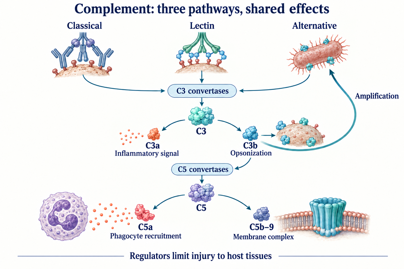 Three complement pathways converge on C3 convertases: C3a contributes to inflammation, C3b to opsonization and amplification, C5a to phagocyte recruitment, and C5b–9 forms the membrane complex.