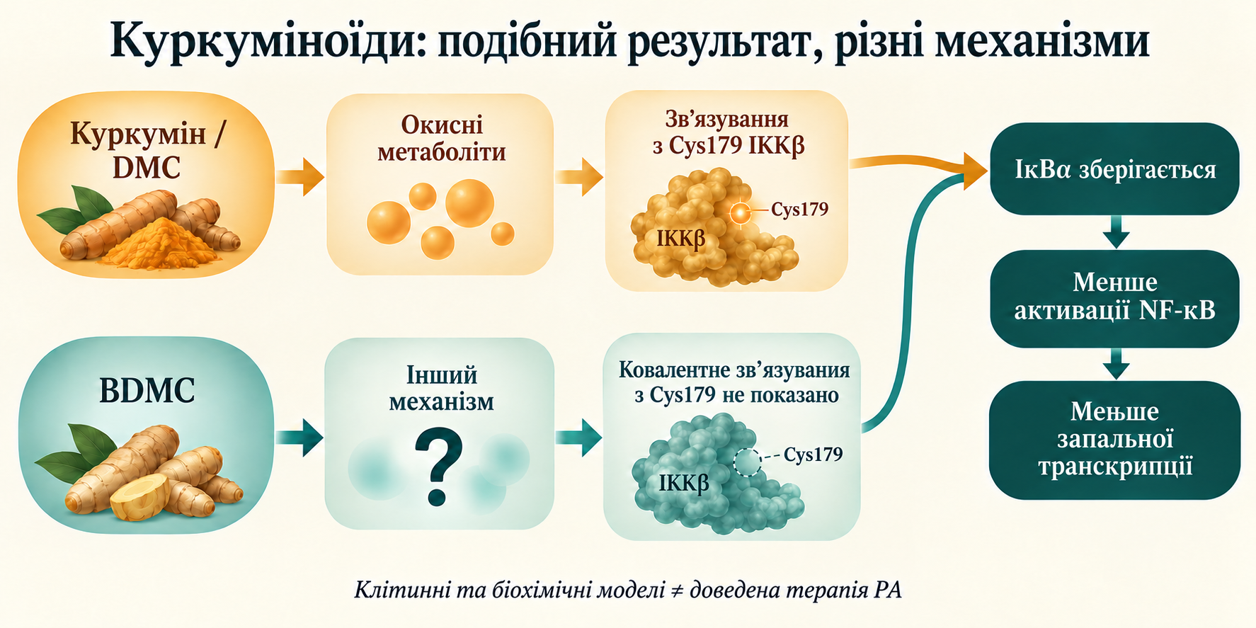 Куркумін і DMC: окиснювальна активація та Cys179; BDMC: інший механізм; збереження IκBα та зменшення активації NF-κB.