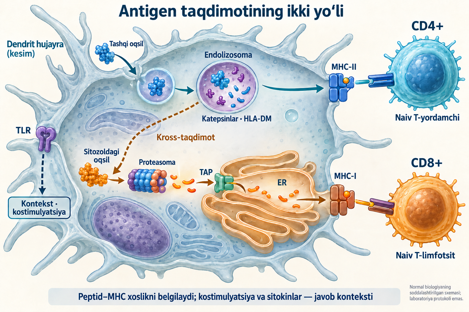 MHC-II–CD4+ va MHC-I–CD8+ yo‘llari, kross-taqdimot va alohida TLR kontekst signali.