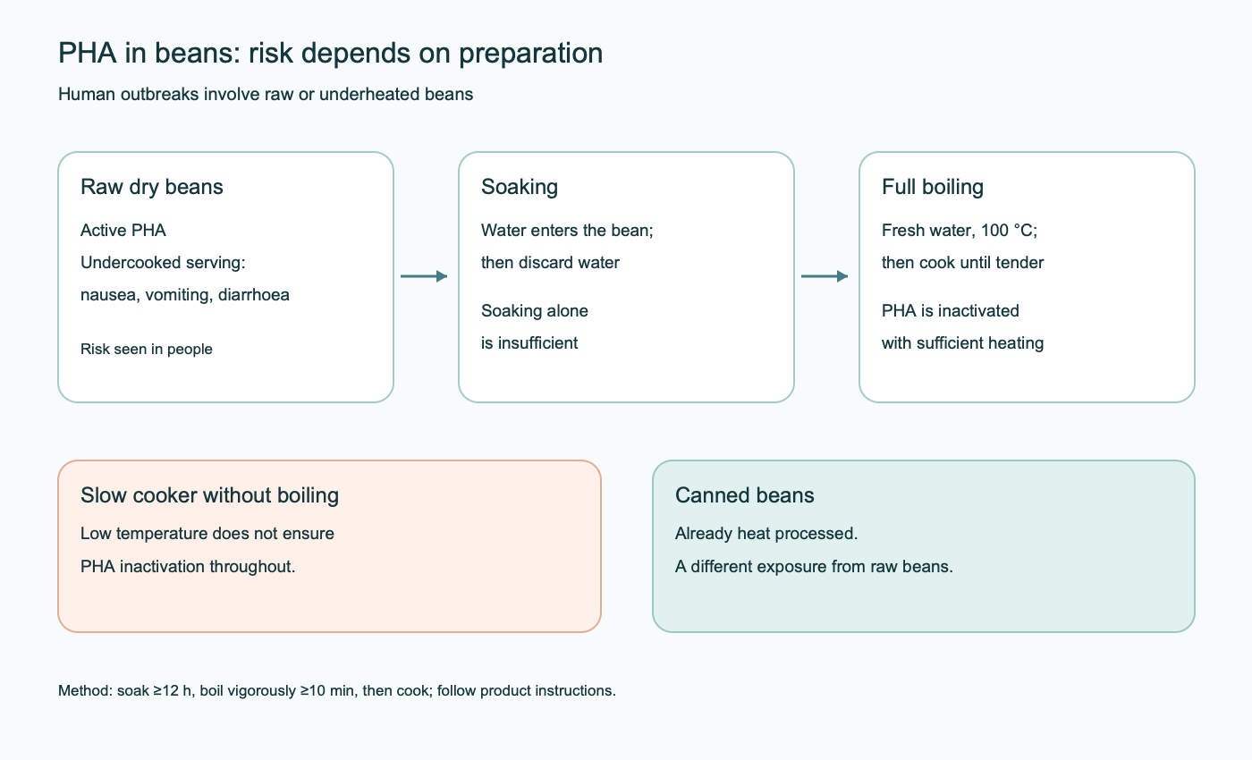 Diagram of PHA risk: raw beans contain active PHA; soaking without boiling is insufficient; thorough boiling is needed; low-temperature slow cooking can be risky; canned beans are a different exposure.