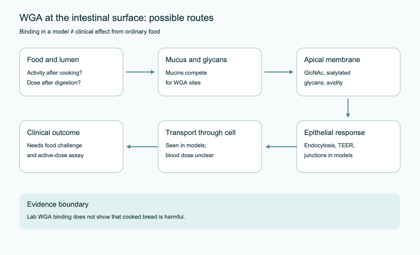 Diagram of sequential conditions for WGA: activity in prepared food, competition from mucus glycans, contact with the apical membrane, experimental responses, and the need to assess clinical outcomes separately.