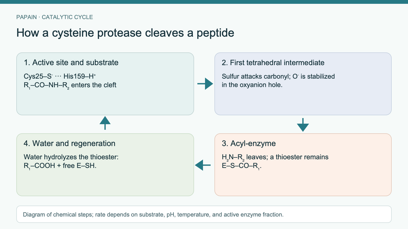 Four papain-cycle stages arranged in a loop: Cys25–His159 binds the peptide, sulfur attacks the carbonyl, the acyl-enzyme thioester forms as the amino fragment leaves, and water hydrolyzes the thioester to regenerate enzyme.