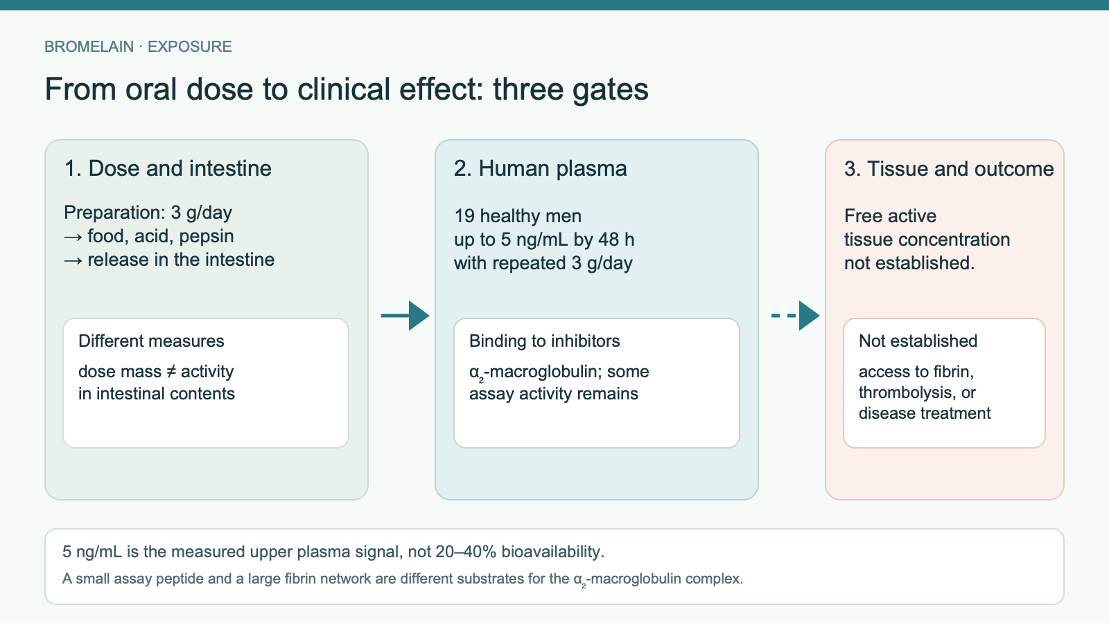 Three linked stages: an oral 3 g bromelain dose encounters food, acid, and pepsin; in 19 men, plasma levels reached up to 5 ng/mL and were associated with inhibitors; free active concentration in tissue and disease treatment remain undetermined.