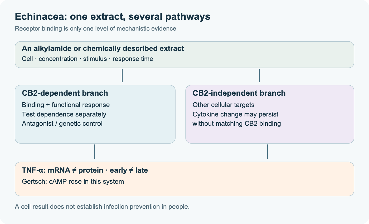 Two possible cellular-response branches from an Echinacea preparation: CB2-dependent and CB2-independent, with stimulus, concentration, and timing tested separately. TNF-α mRNA and protein are distinct; Gertsch observed increased cAMP in that system.