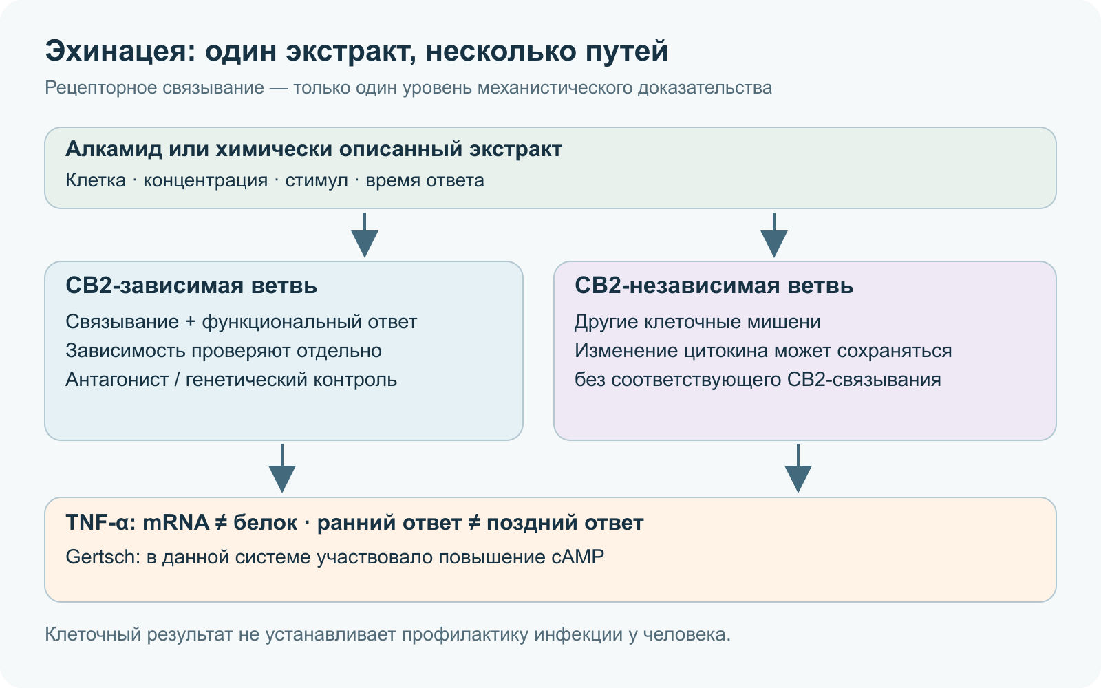 Две возможные ветви клеточного ответа экстракта: CB2-зависимая и независимая, с отдельным контролем стимула, концентрации и времени; mRNA и белок TNF-α различаются.