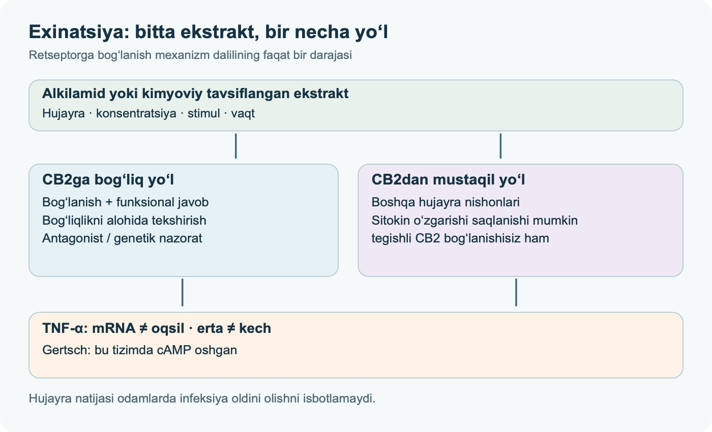 Exinatsiya preparatining hujayra javobidagi ikki ehtimoliy yo‘l: CB2ga bog‘liq va mustaqil; stimul, konsentratsiya va vaqt alohida tekshiriladi. TNF-α mRNKsi va oqsili boshqa-boshqa ko‘rsatkichlar; Gertsch ushbu tizimda cAMP oshganini kuzatgan.