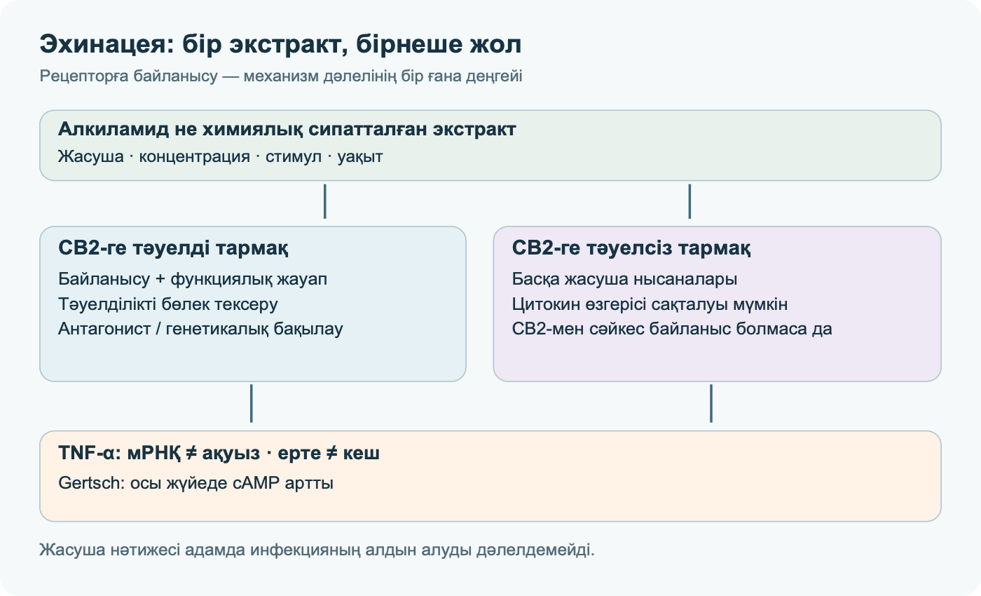 Эхинацея препаратына жасушалық жауаптың екі ықтимал тармағы: CB2-ге тәуелді және тәуелсіз; стимул, концентрация мен уақыт бөлек тексеріледі. TNF-α мРНҚ-сы мен ақуызы — бөлек көрсеткіштер; Gertsch осы жүйеде cAMP артқанын байқаған.