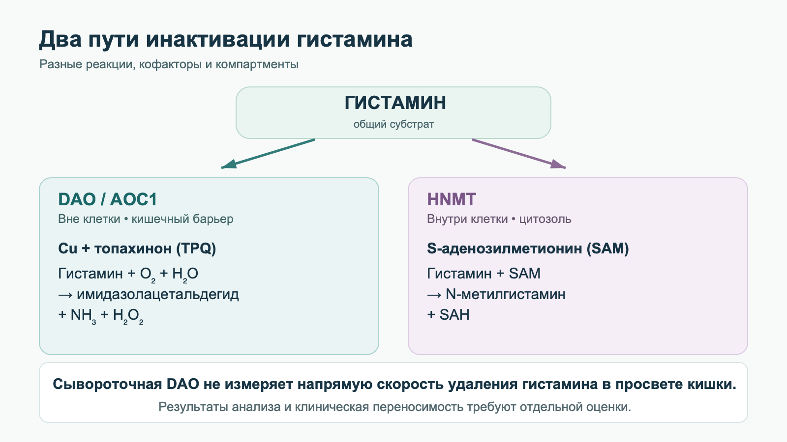 От общего субстрата гистамина расходятся два пути: внеклеточная DAO с медью и TPQ образует имидазолацетальдегид, аммиак и перекись водорода; цитозольная HNMT с SAM образует N-метилгистамин и SAH. Внизу отмечен предел сывороточного теста.