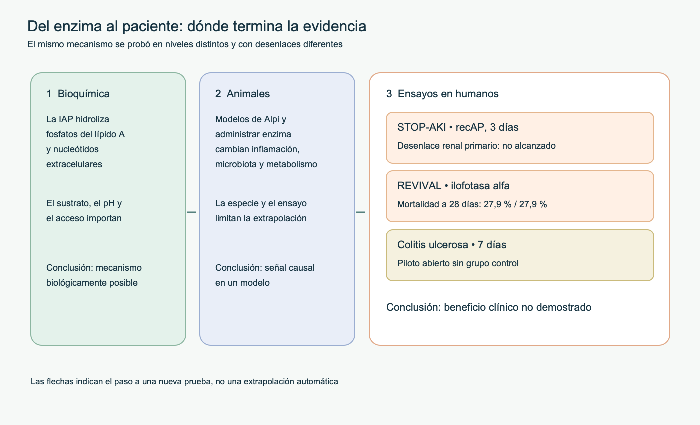 Mapa de niveles de evidencia de IAP: reacción bioquímica, modelos animales, desenlaces primarios negativos en STOP-AKI y REVIVAL y estudio no controlado de colitis ulcerosa.