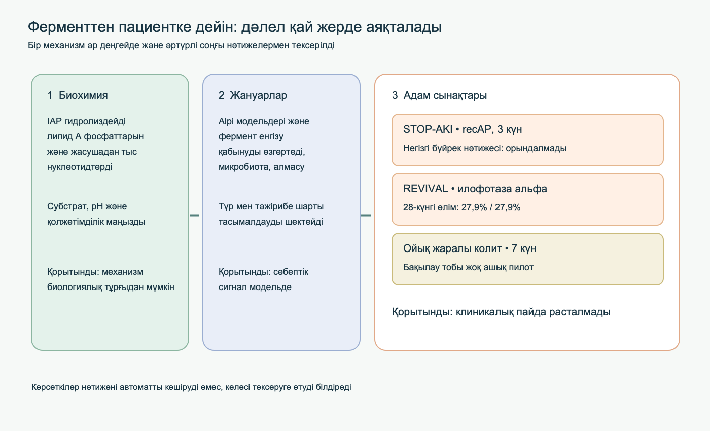 IAP дәлел деңгейлерінің картасы: биохимиялық реакция, жануар модельдері, STOP-AKI және REVIVAL сынақтарының теріс негізгі нәтижелері және ойық жаралы колиттің бақылаусыз зерттеуі.