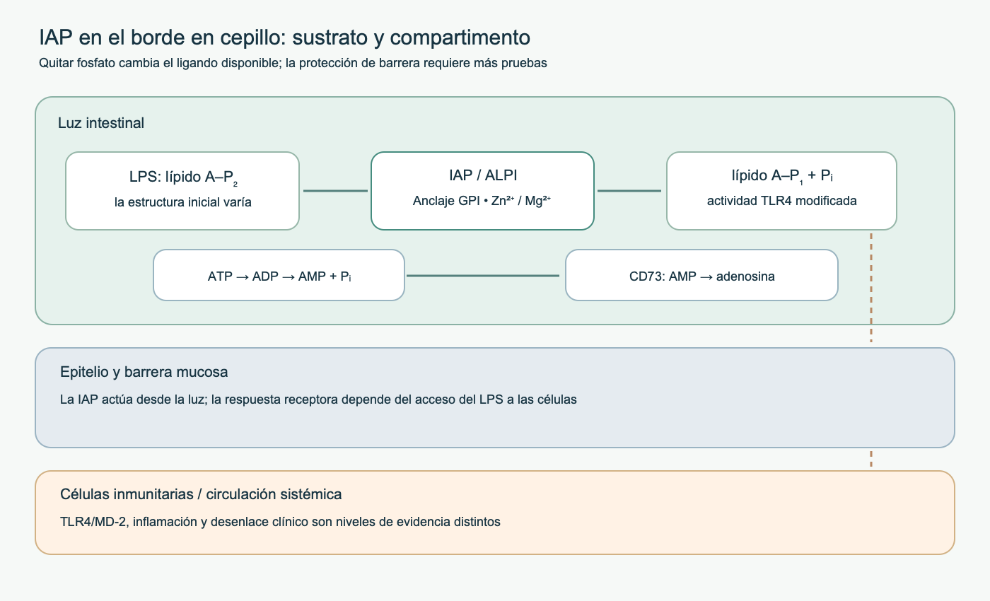 Esquema de IAP en el límite de la luz intestinal, desfosforilación del lípido A y ATP extracelular, papel separado de CD73 y barrera entre la reacción luminal y el desenlace sistémico.