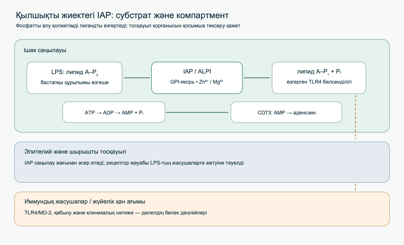 Сызба ішек саңылауы шекарасындағы IAP-ты, липид A мен жасушадан тыс ATP дефосфорлануын, CD73-тің бөлек рөлін және люминальды реакция мен жүйелік нәтиже арасындағы тосқауылды көрсетеді.