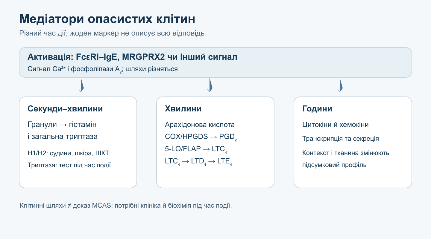Три часові програми після активації опасистої клітини: негайне вивільнення гранулярних гістаміну й триптази, синтез PGD₂ і цистеїнілових лейкотрієнів з арахідонової кислоти та пізніша секреція цитокінів; клітинний механізм сам по собі не доводить MCAS.