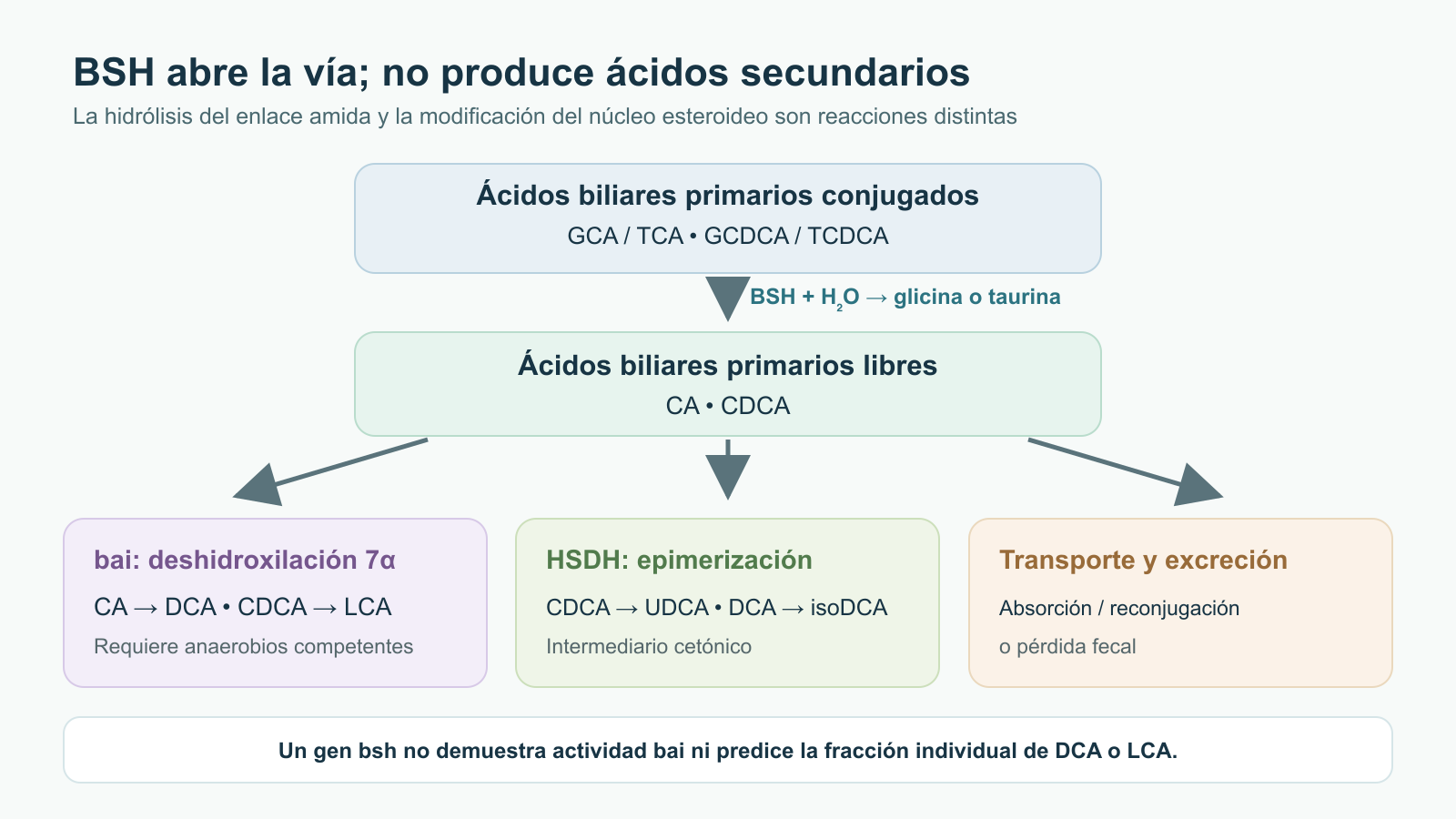 Esquema ramificado: GCA, TCA, GCDCA y TCDCA conjugados dan CA y CDCA libres tras la reacción de BSH; ramas bai separadas llevan a DCA y LCA, HSDH a UDCA e isoDCA, y otra rama a absorción o excreción.