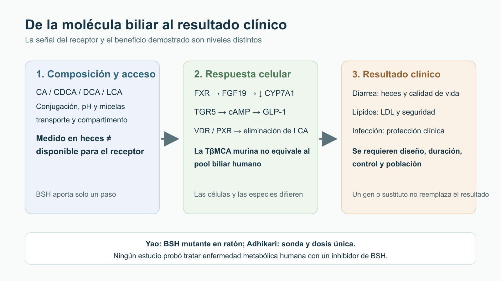 Tres etapas conectadas muestran la composición y disponibilidad de ácidos biliares, las respuestas celulares FXR/TGR5/VDR/PXR y los resultados humanos necesarios para diarrea, lípidos o infección. La nota inferior separa dos estudios en ratones de la ausencia de ensayos humanos de inhibidores.