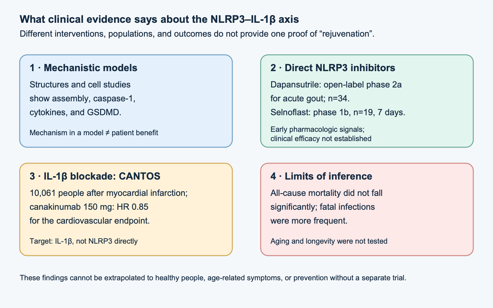 Comparison of mechanistic models, early clinical studies of direct NLRP3 inhibitors, and IL-1β blockade in CANTOS, with limits and the absence of evidence for rejuvenation.