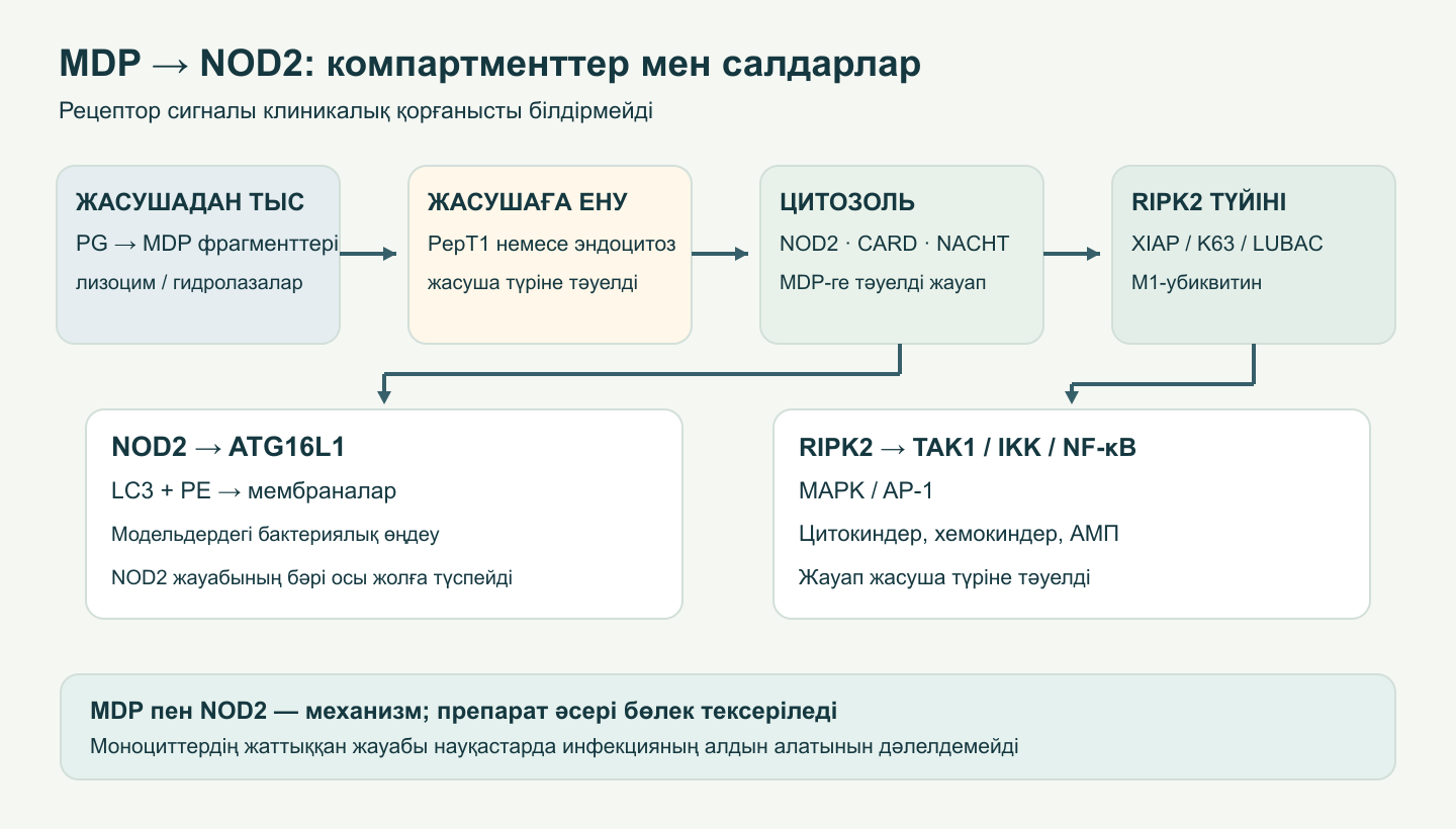 MDP-нің жасушаға енуі, NOD2 арқылы танылуы, RIPK2 тартылуы және NF-κB/MAPK не ATG16L1-ге қатысты аутофагиялық өңдеуге бағытталған контекстік жауаптар.
