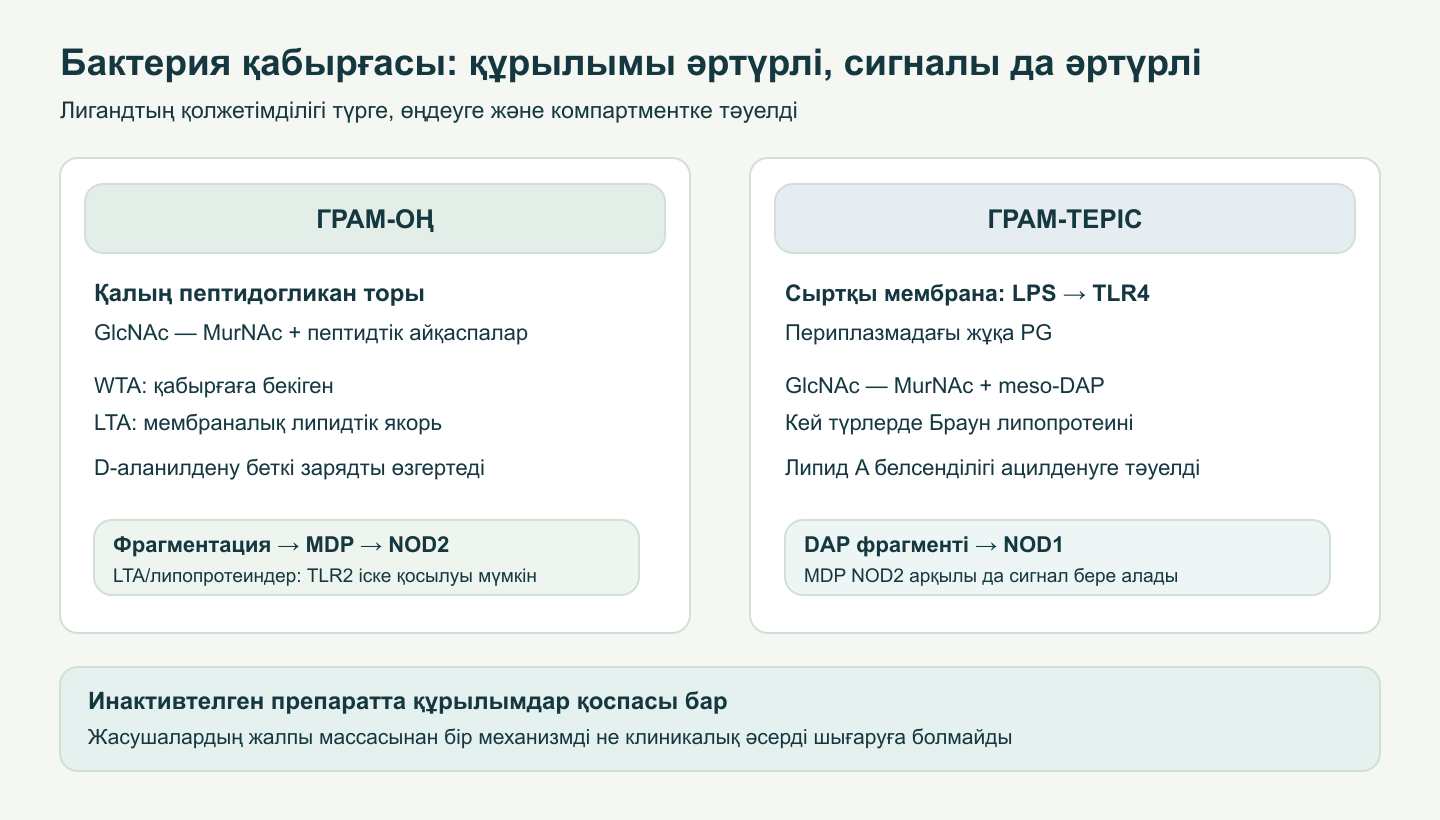 Грампозитивті және грамтеріс бактерия қабықтарын салыстыру: пептидогликан, тейхой қышқылдары, LPS және NOD1/NOD2 тануының ықтимал жолдары.