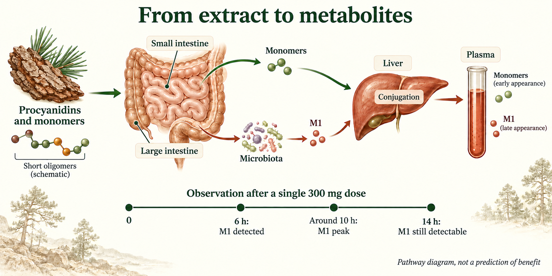 Early monomer pathway and late microbial M1 formation; after 300 mg, M1 appears at 6 h, peaks around 10 h and remains detectable at 14 h.