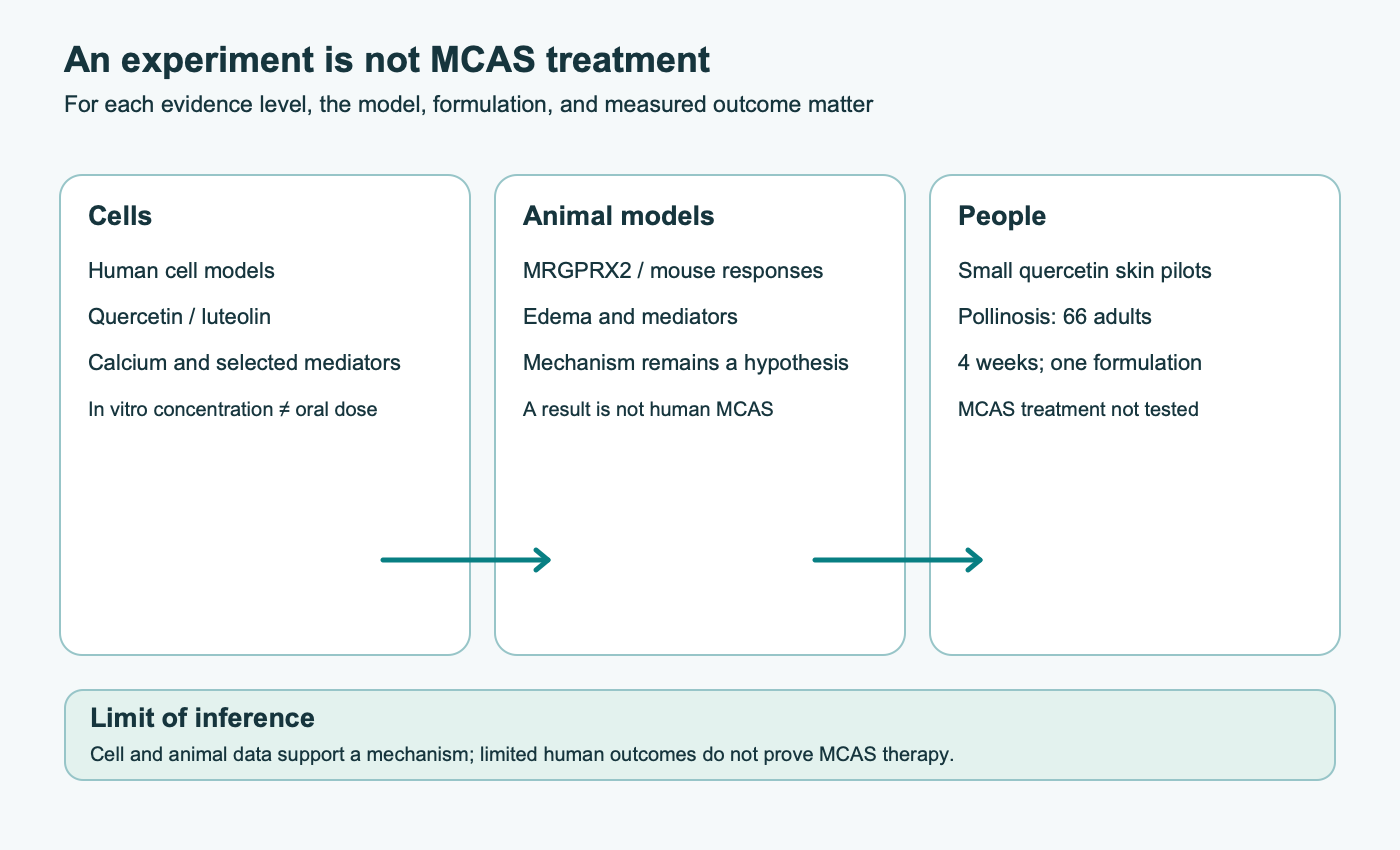 Three evidence levels for quercetin and luteolin: human cell models, mouse models, and limited studies in people. It notes 66 adults with pollinosis and a four-week study of one formulation; MCAS treatment was not tested.