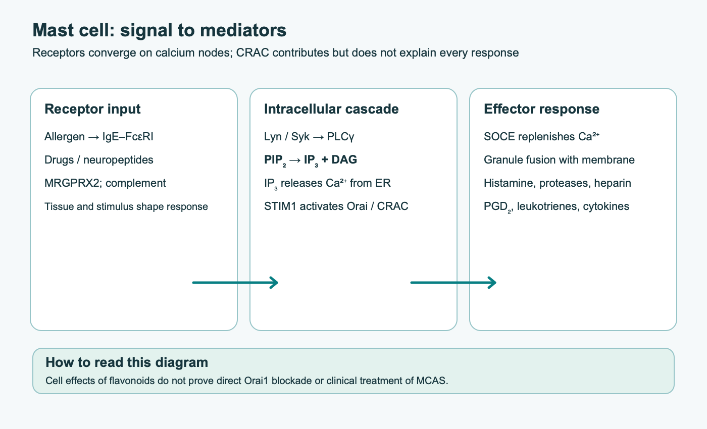 Three stages: FcεRI, MRGPRX2, and complement receptor inputs; intracellular PLCγ, PIP₂, IP₃/DAG, and STIM1–Orai/CRAC signaling; SOCE calcium entry and mediator release. The diagram notes that cellular flavonoid effects do not prove direct Orai1 blockade or MCAS treatment.