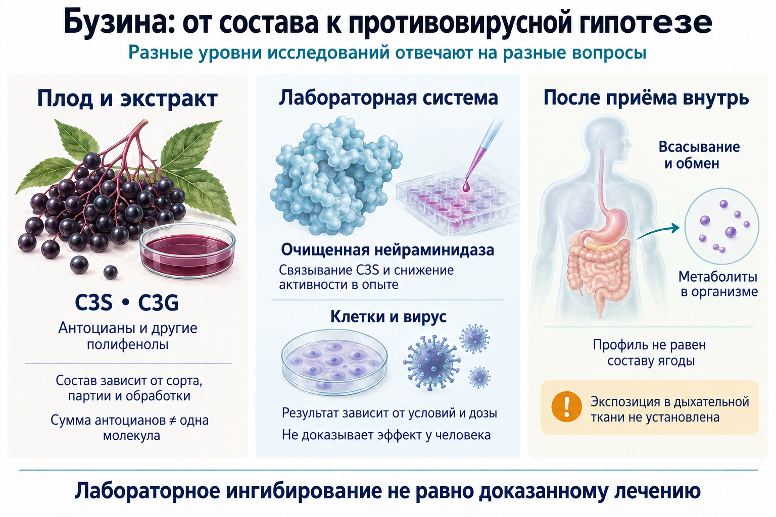 Схема отделяет состав ягод и лабораторное связывание C3S с нейраминидазой от всасывания после приёма.