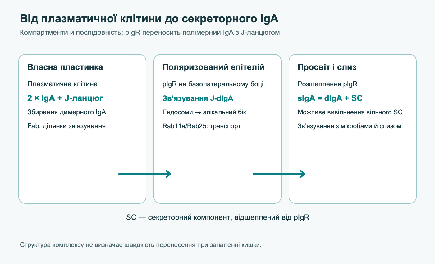 Три компартменти утворення sIgA: J-ланцюг збирає димерний IgA у власній пластинці, pIgR переносить його крізь епітелій, а апікальне розщеплення вивільняє комплекс із секреторним компонентом.