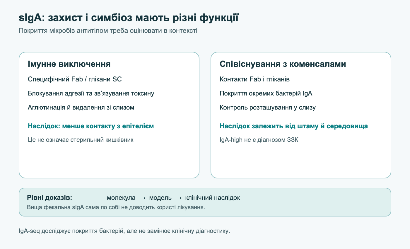 Дві функції sIgA: імунне виключення окремих патогенів і контекстне співіснування з коменсалами; покриття бактерій IgA та концентрація у калі не є діагнозом чи доказом користі лікування.