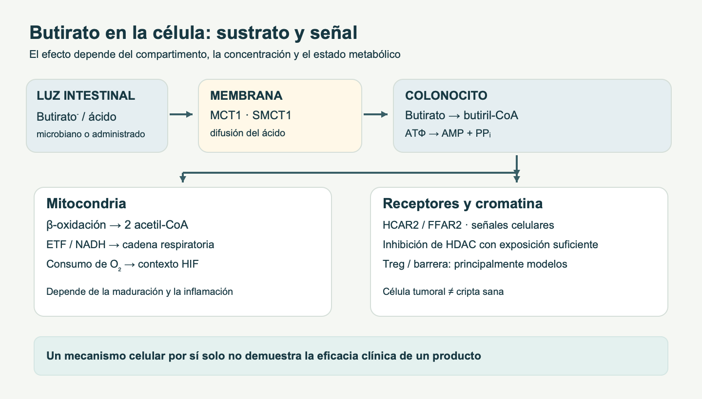 El butirato de la luz intestinal entra en el colonocito por MCT1, SMCT1 o difusión y puede oxidarse o participar en señales receptoras y epigenéticas; el efecto celular depende del contexto.