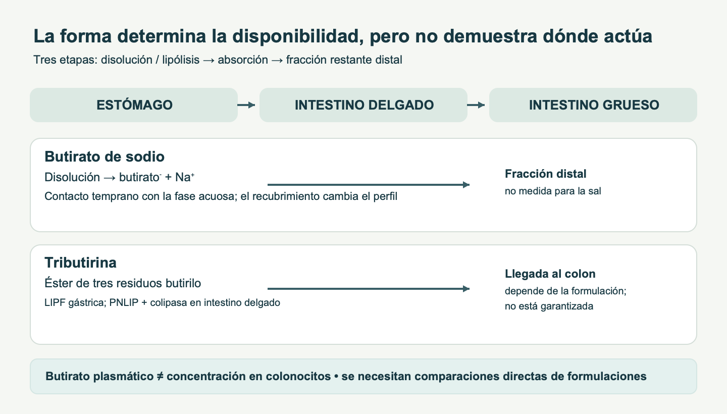 Comparación de la disolución del butirato de sodio y la lipólisis de la tributirina: ambos pueden liberarse antes del colon y la llegada distal depende de la formulación y de su medición.
